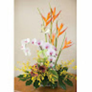 Meet your Posher, Ann